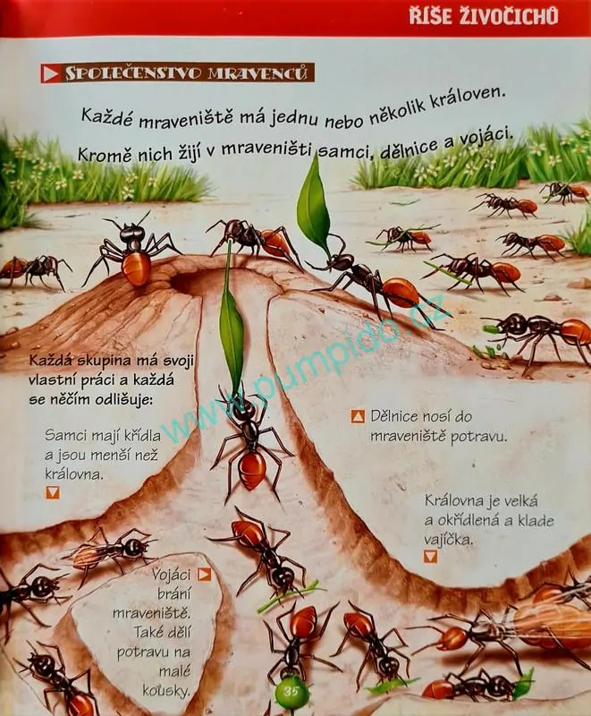 Kniha Příroda kolem nás